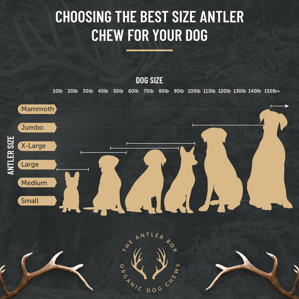 The Antler Box elk antler chew closeup texture highlights natural durability.
