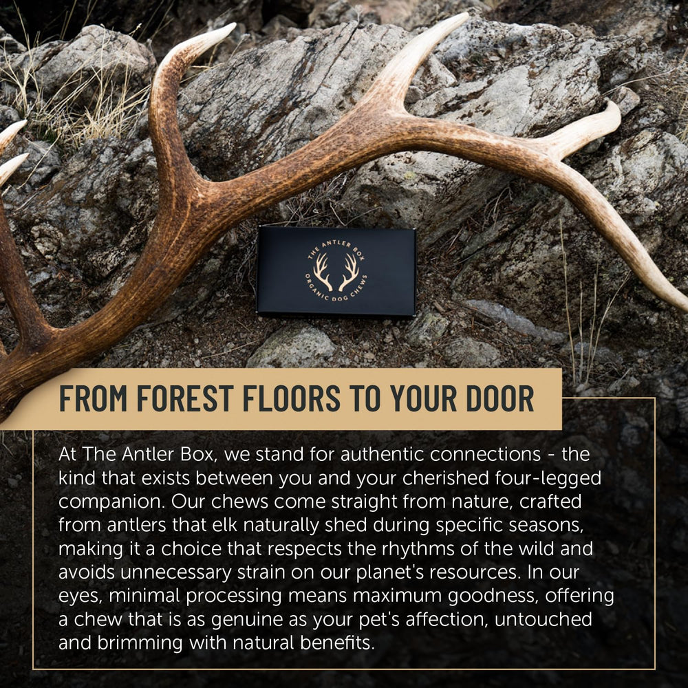 The Antler Box elk antler dog chews natural ingredients close-up supports healthy teeth.