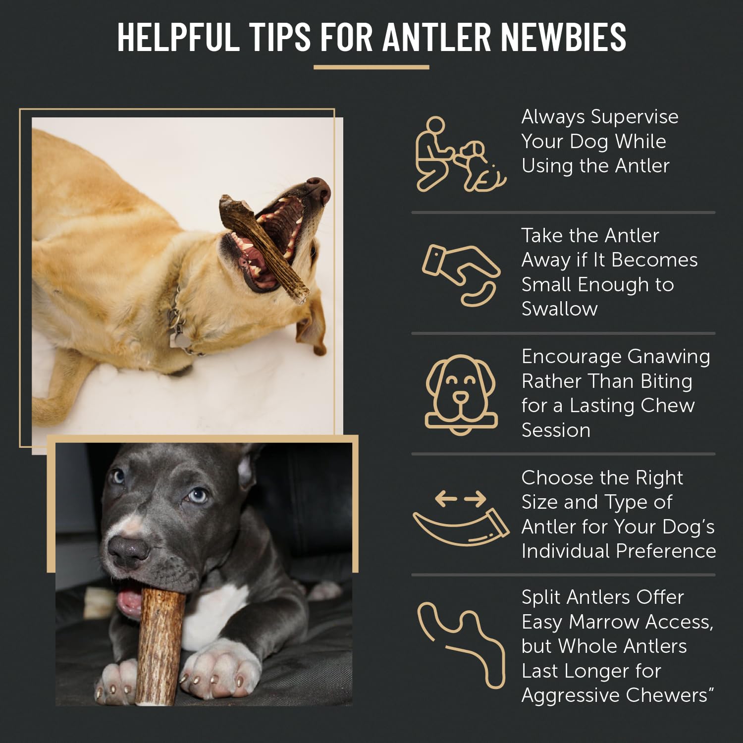 The Antler Box elk antler dog chews in use shows dogs enjoying a natural, mess-free chew.