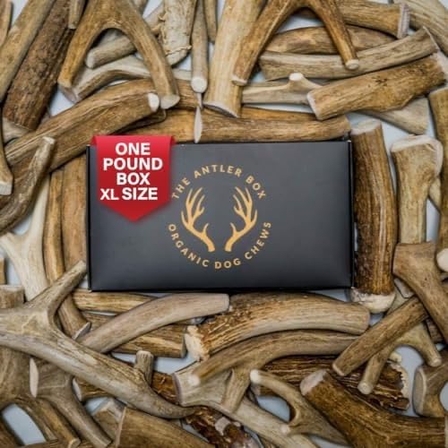 The Antler Box premium deer antler chews bulk pack with two large antlers for natural dental care