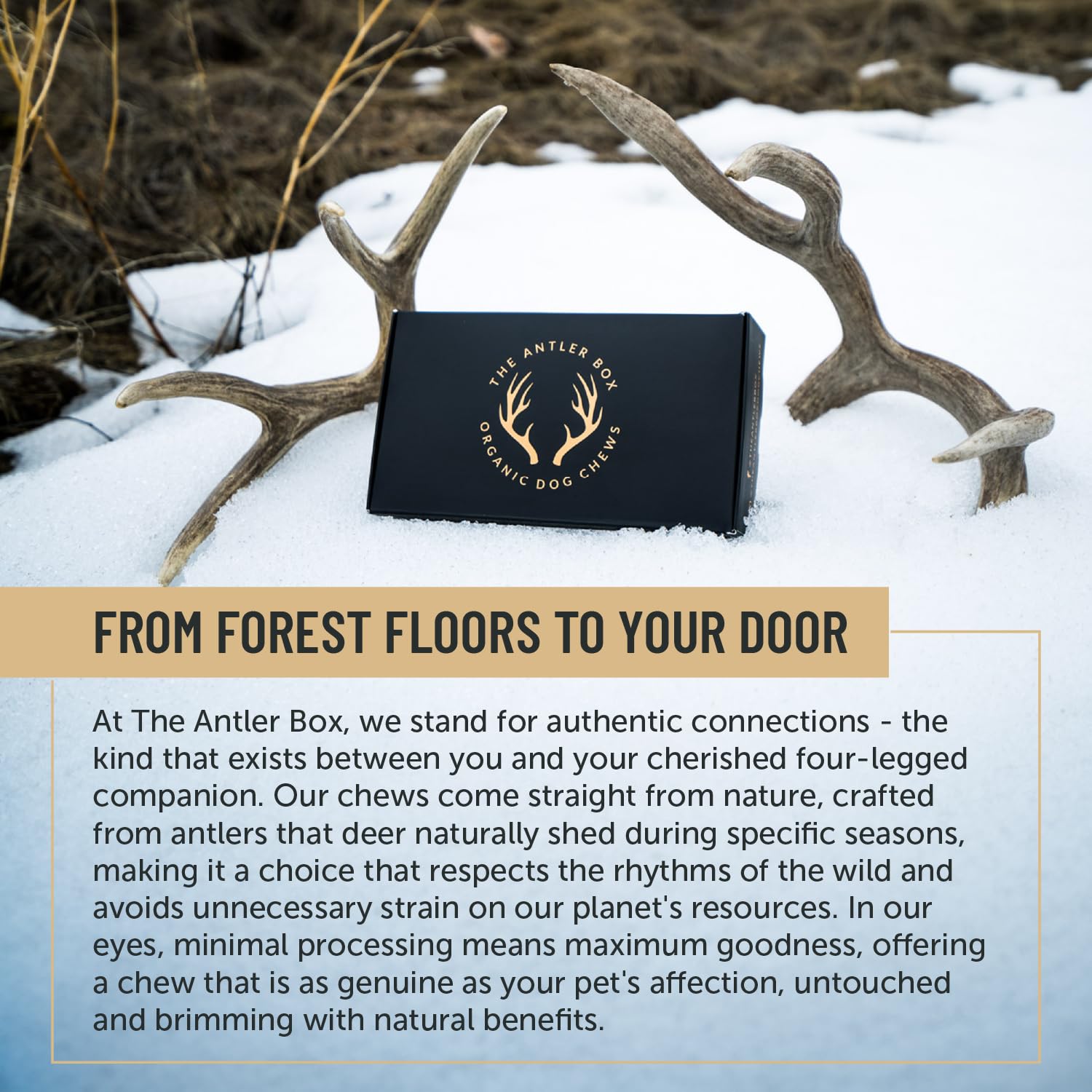 The Antler Box chews shown with a mineral-rich angle emphasizing calcium and zinc