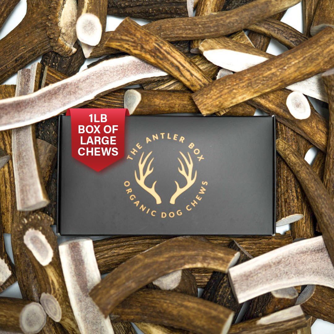 The Antler Box premium elk antler chews 1lb box shows natural calcium boost.