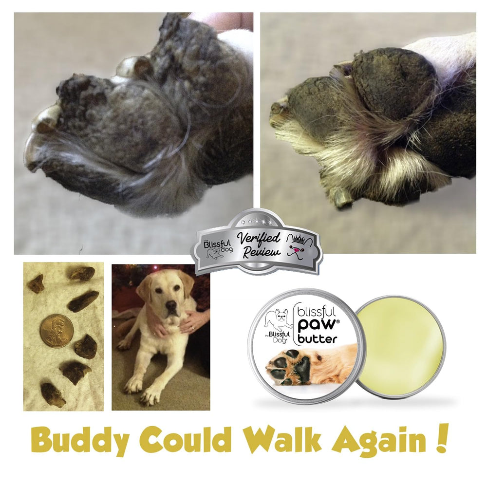 The Blissful Dog Paw Butter packaging 3oz on shelf ready for daily paw care.