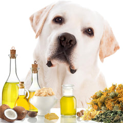 The Blissful Dog Paw Butter tube-dispense image emphasizes easy, lick-safe application.