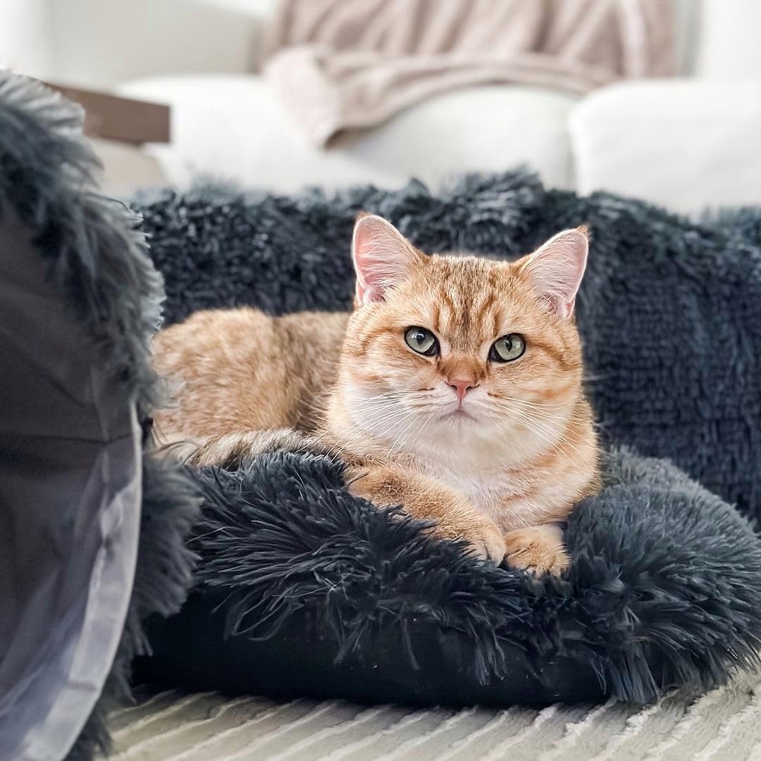 The Cat Park multi-pet friendly tunnel suits households with cats and small dogs.