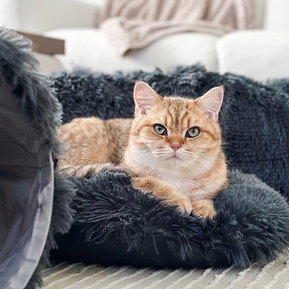The Cat Park multi-pet friendly tunnel suits households with cats and small dogs.