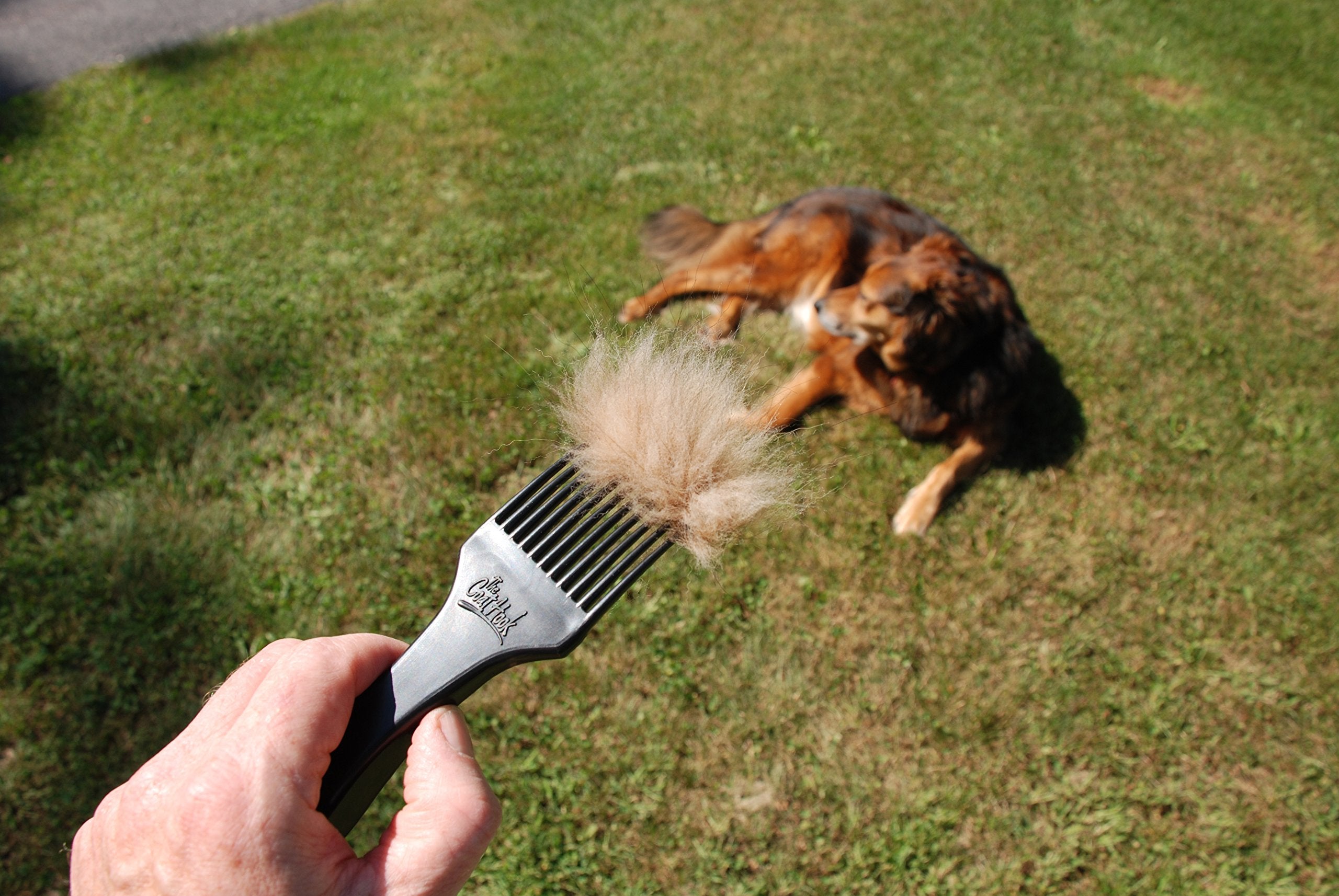 The CoatHook deshedding tool dog in action highlights fur removal and smooth grooming.