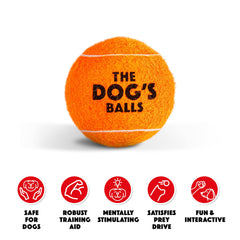 The Dog's Balls orange ball in action supports safe fetch training outdoors.