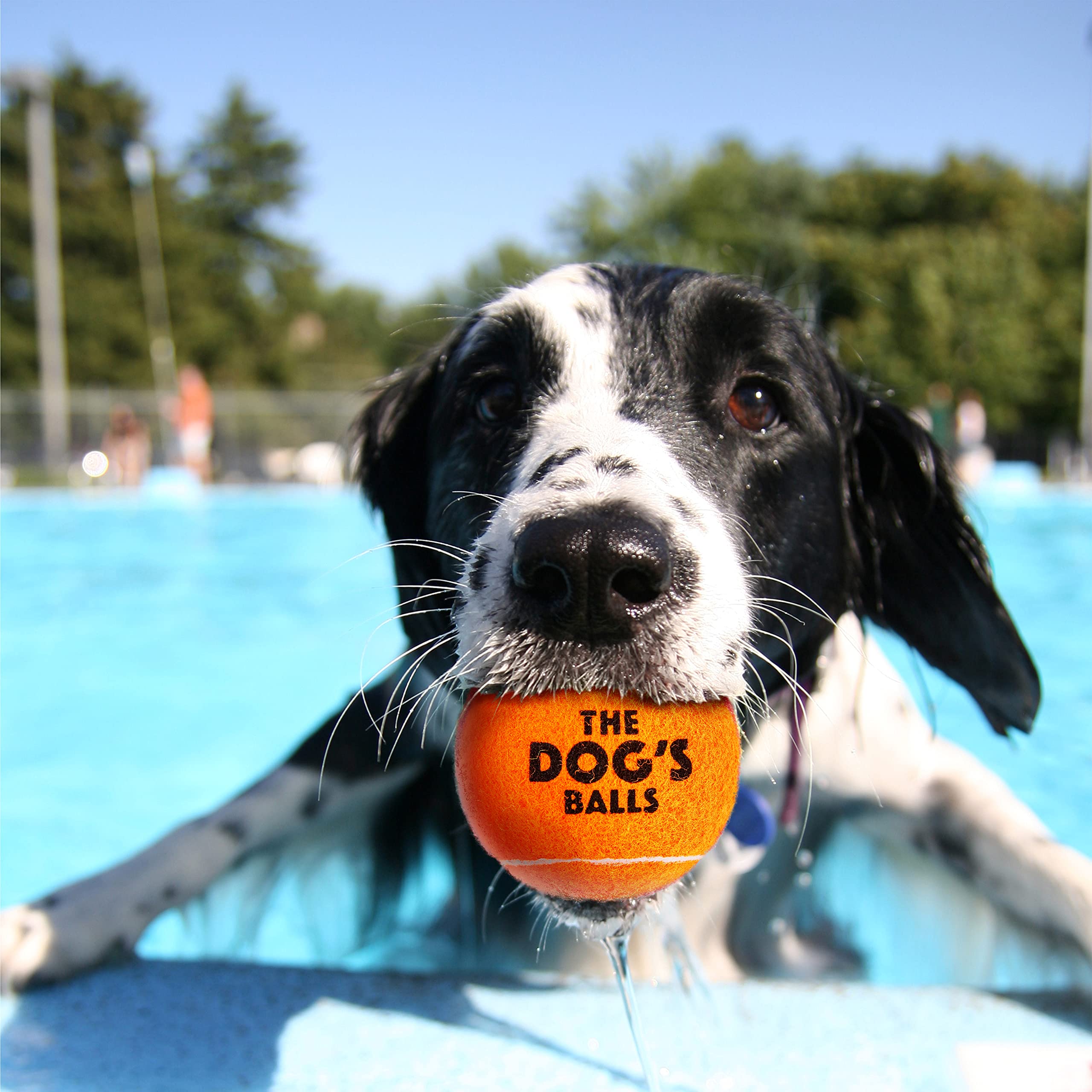 The Dog's Balls orange ball on grass improves findability during play.