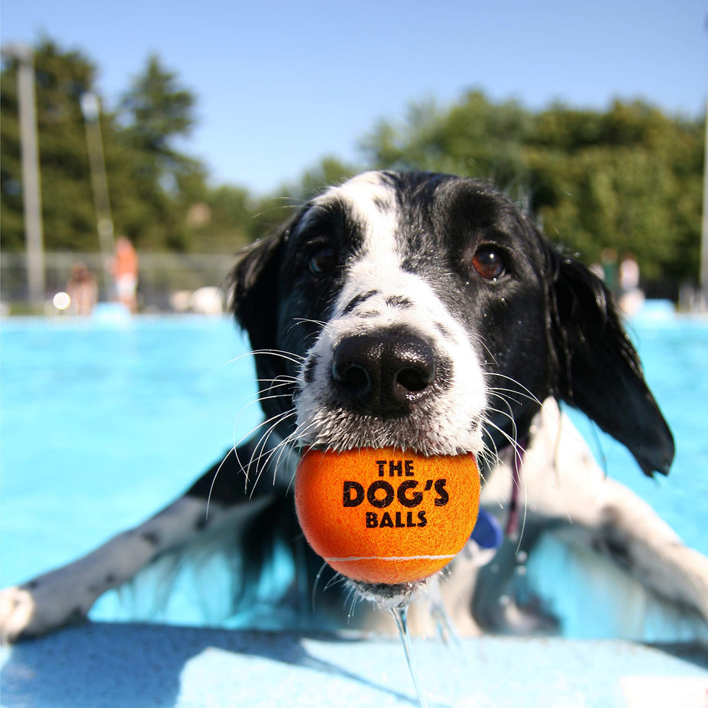 The Dog's Balls orange ball on grass improves findability during play.
