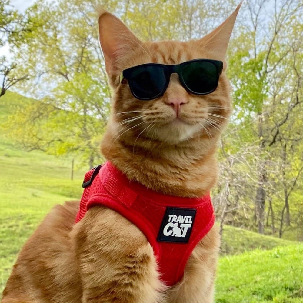 The Fat Cat outdoor-walk scene suggests park or berry-field adventures with confidence.