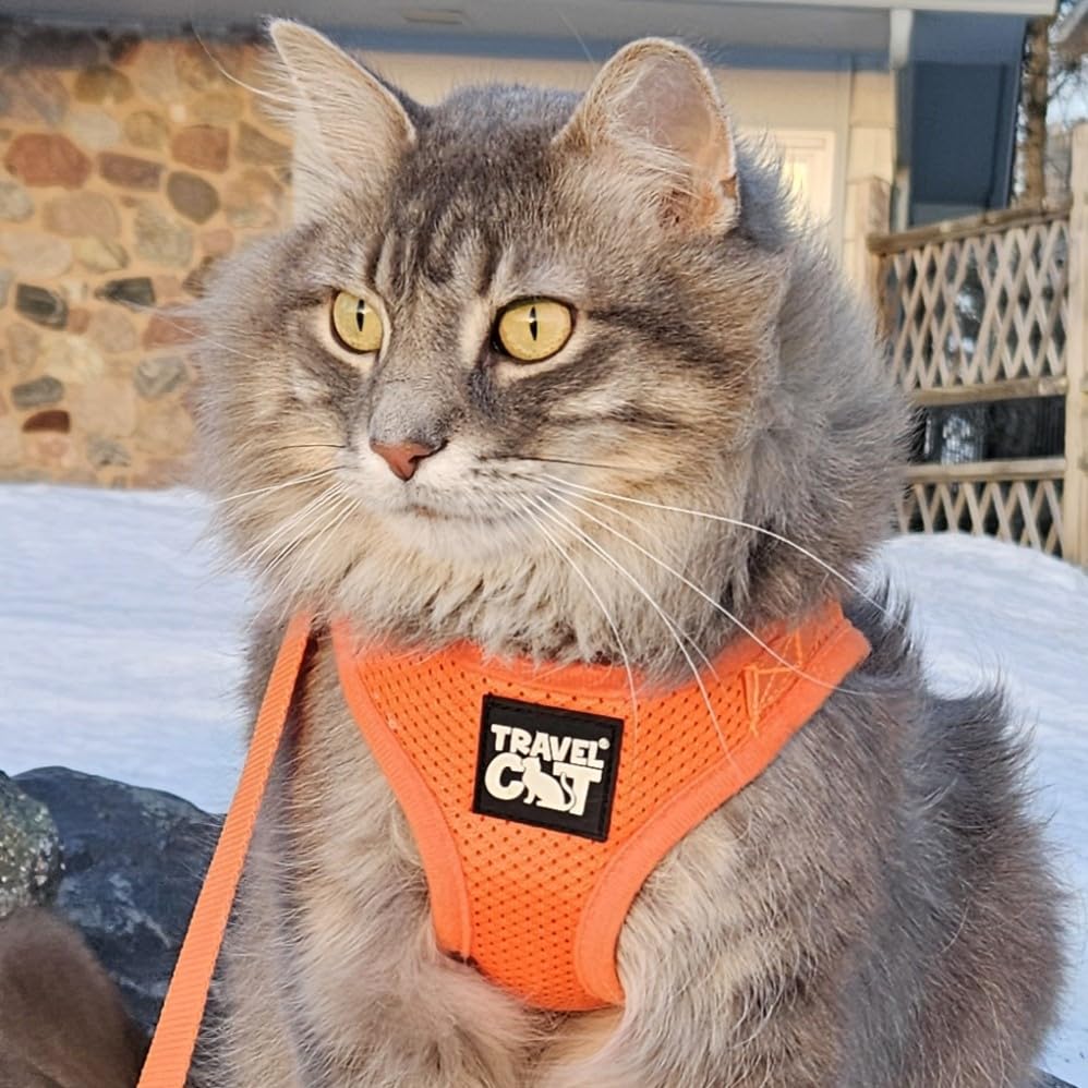 The Fat Cat Travel Cat Harness adjustable strap detail showing secure Velcro fit.