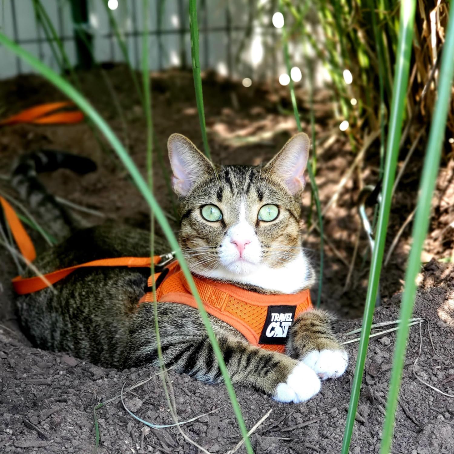 The Fat Cat Travel Cat Harness leash-setup showing confident walking.