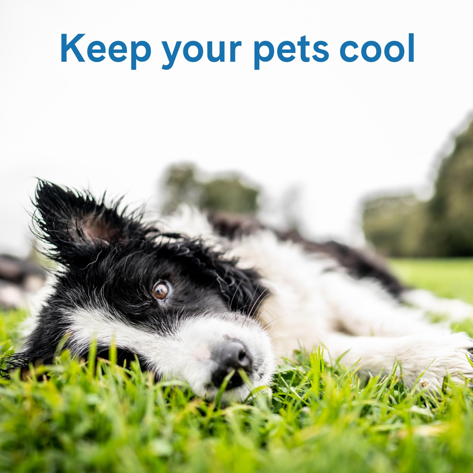 The Green Pet Shop Cool Pet Pad Extra Large Blue dog relaxing for cooling relief on warm days.