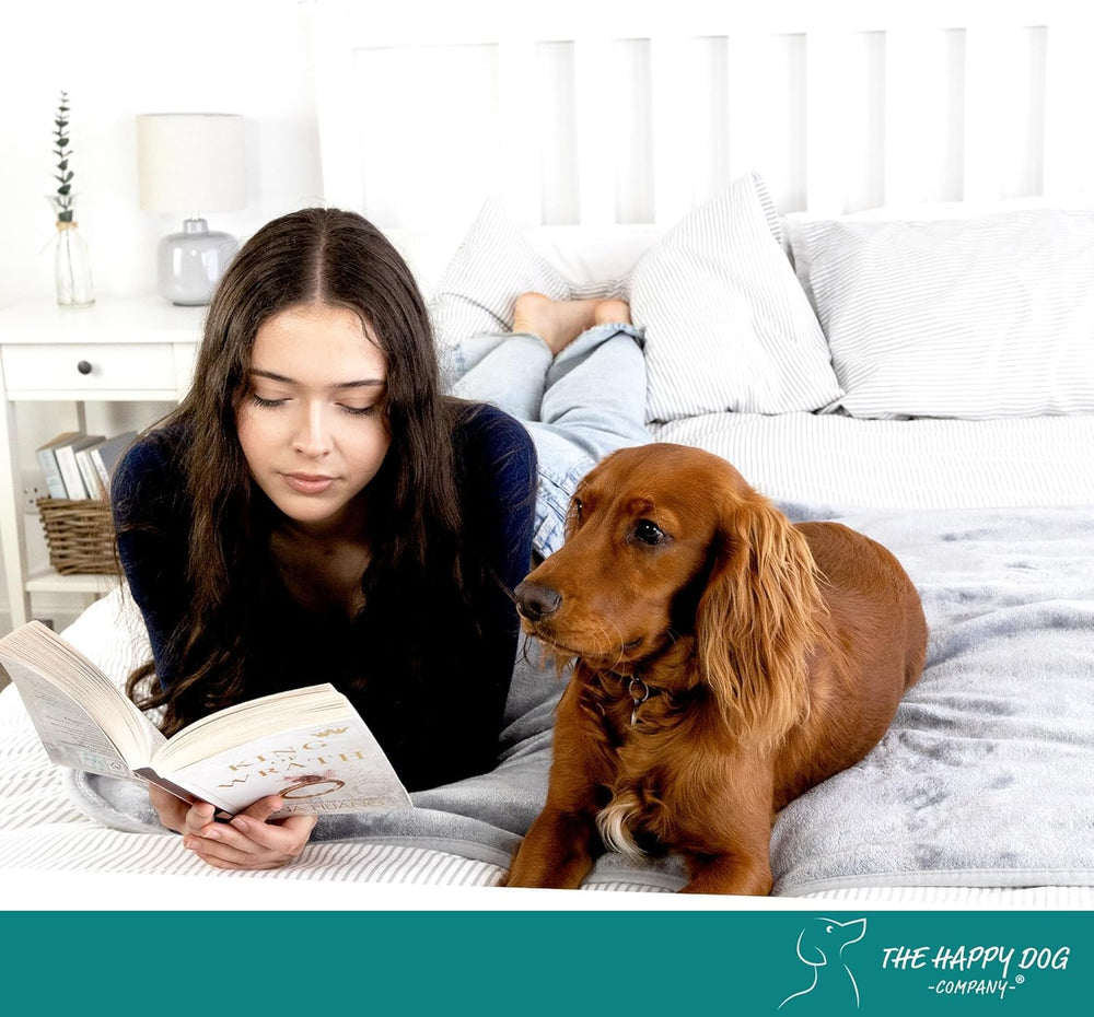 The Happy Dog Company couch protection scene shows everyday use at home