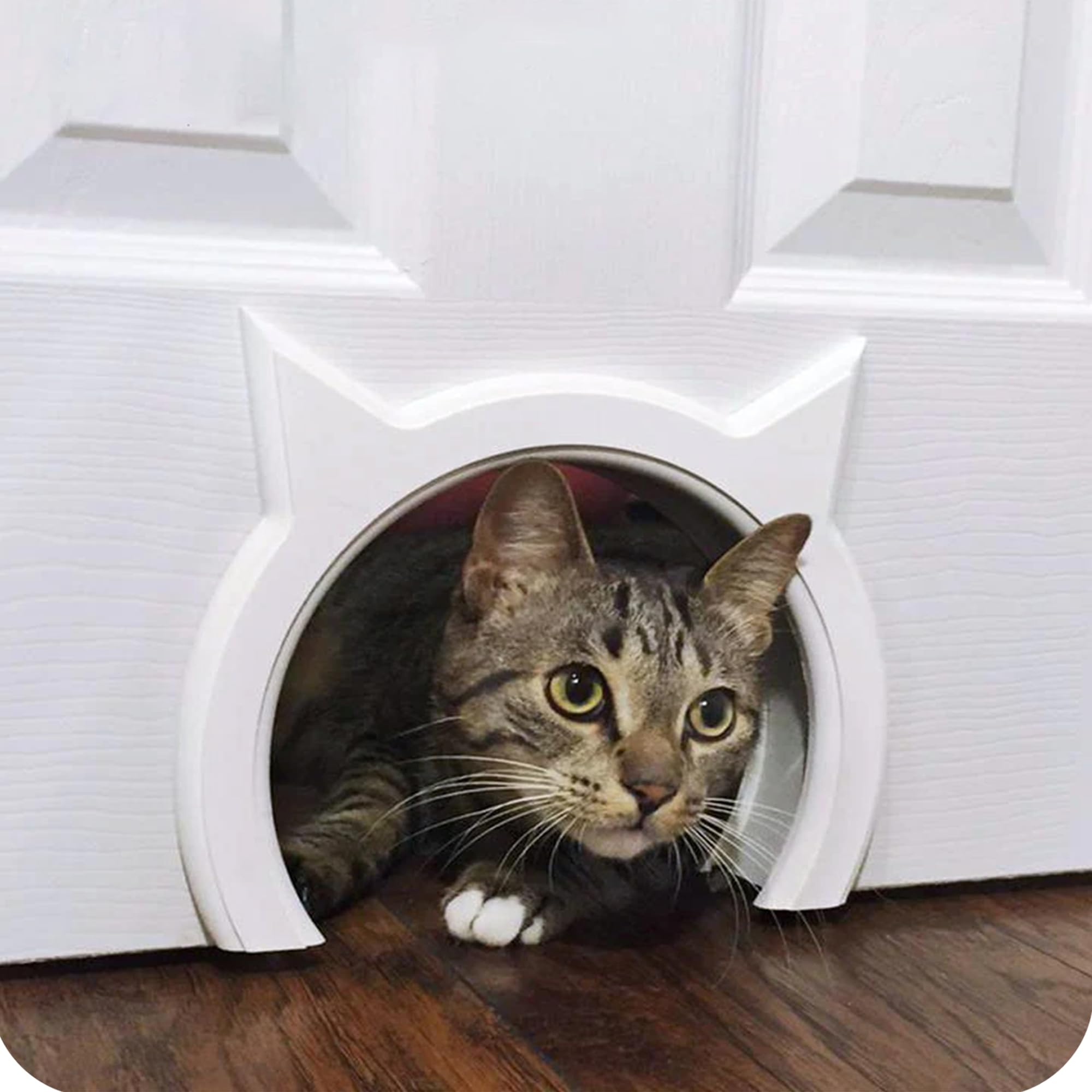 The Kitty Pass interior cat door closed view showing discreet litter box access.