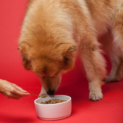 The Missing Link powder-dispense demonstrates easy mixing and daily bone and joint care.