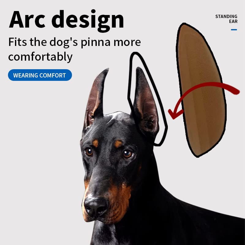 THOUDONER dog ear stand on a Doberman demonstrating practical ear care support