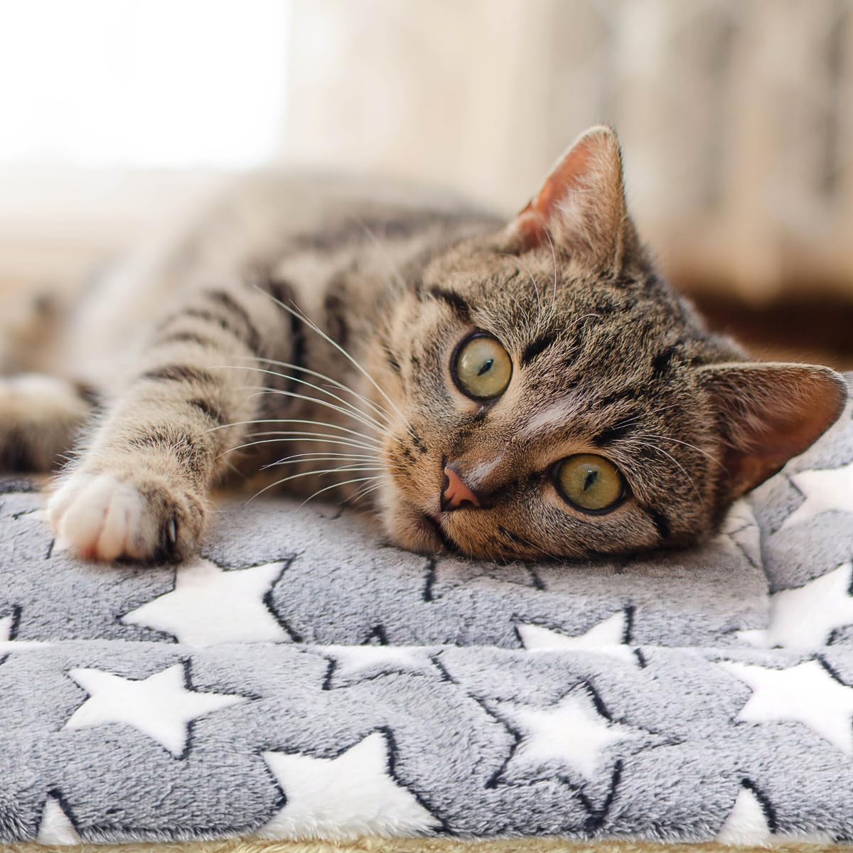 Tierecare cat blanket on bed or sofa creates a cozy chill spot