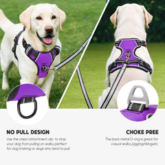 Timos harness chest and back leash rings for versatile use