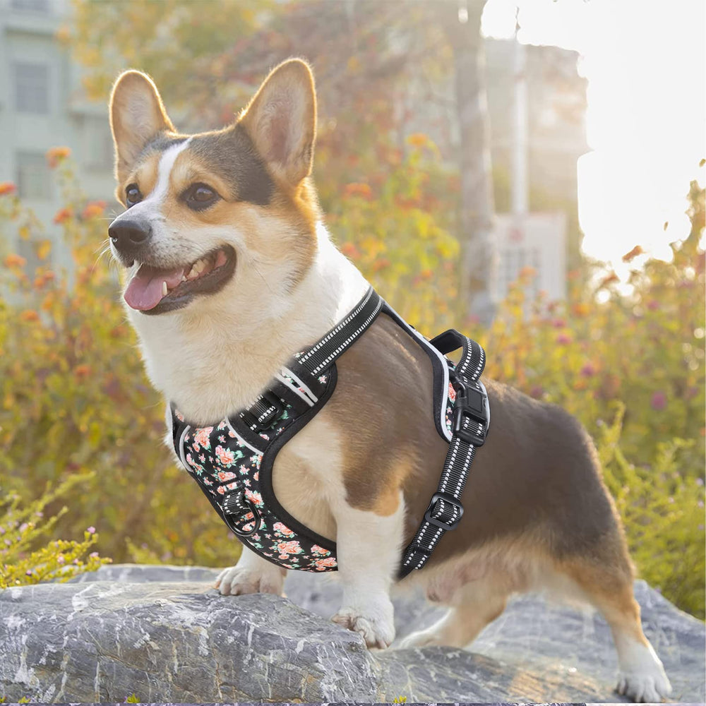 Timos harness back handle aids gentle control during outings