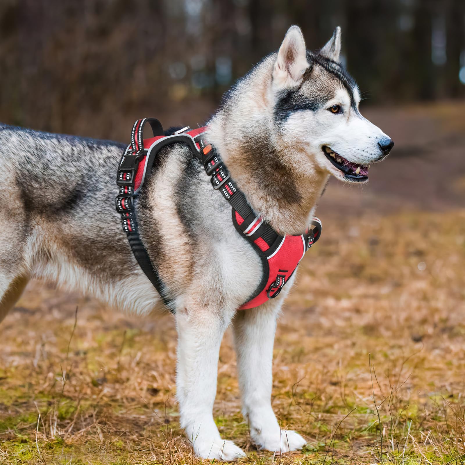 Timos padded harness with soft lining for comfortable all-day wear.