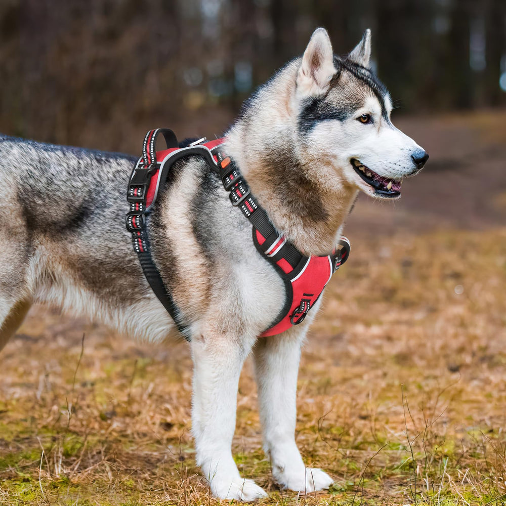 Timos padded harness with soft lining for comfortable all-day wear.