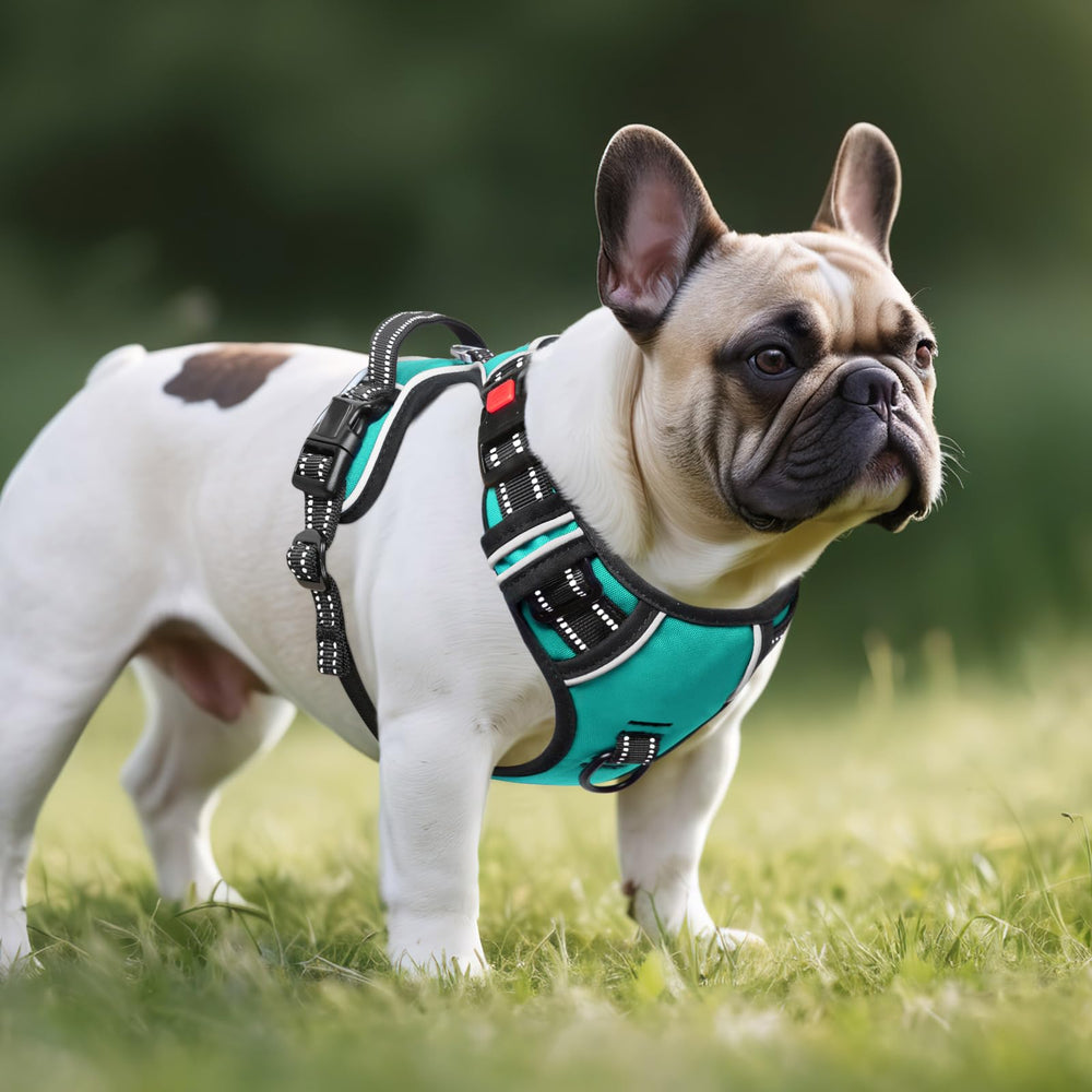 Timos No Pull harness soft padding keeps dogs comfortable