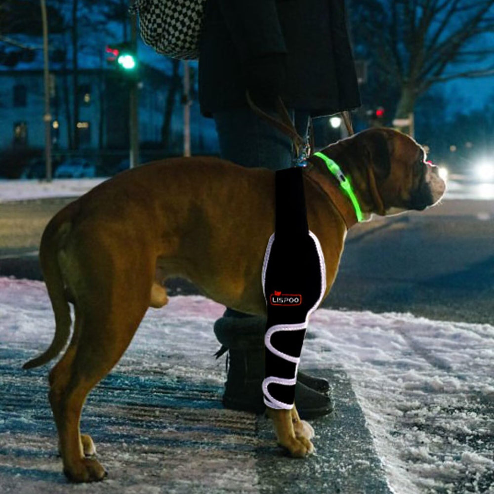 TIPOOP dog front-leg-brace adjustable-strap enables quick, secure fitting.