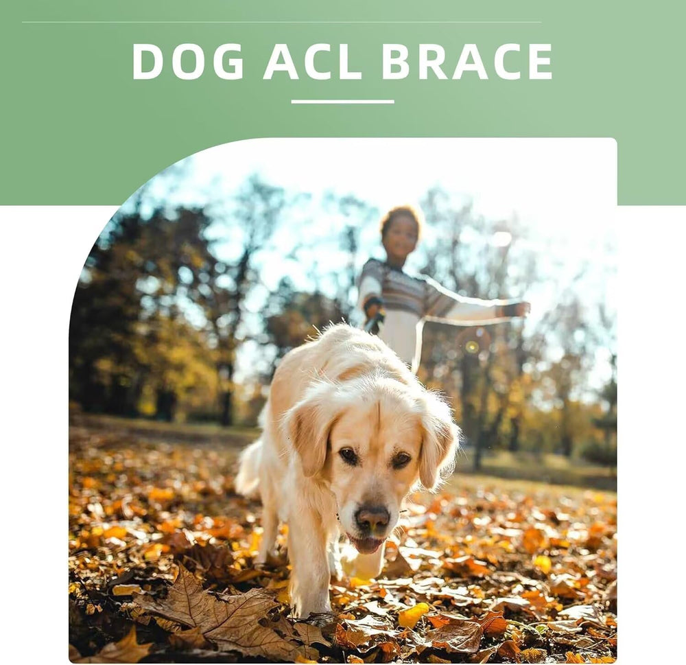 TIPOOP left hind leg XL brace image shows size suitability for larger dogs.