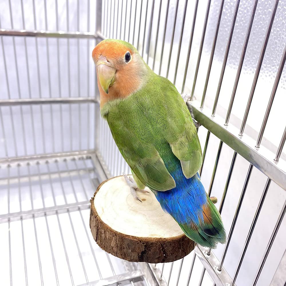 Tolmiow parrot swing with bells adds gentle movement and auditory fun.