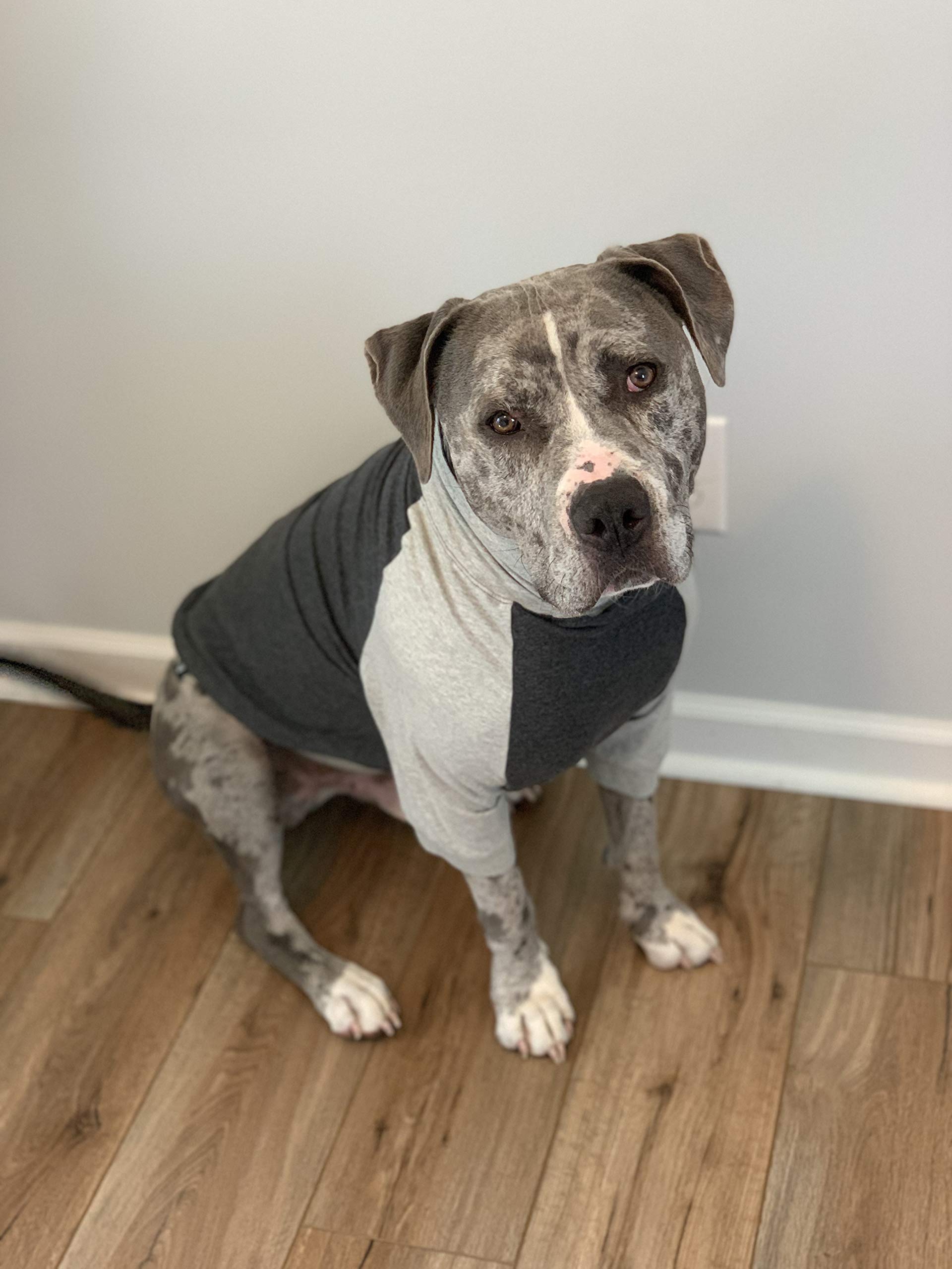 Tooth & Honey large dog pullover shirt color block design adds stylish flair.