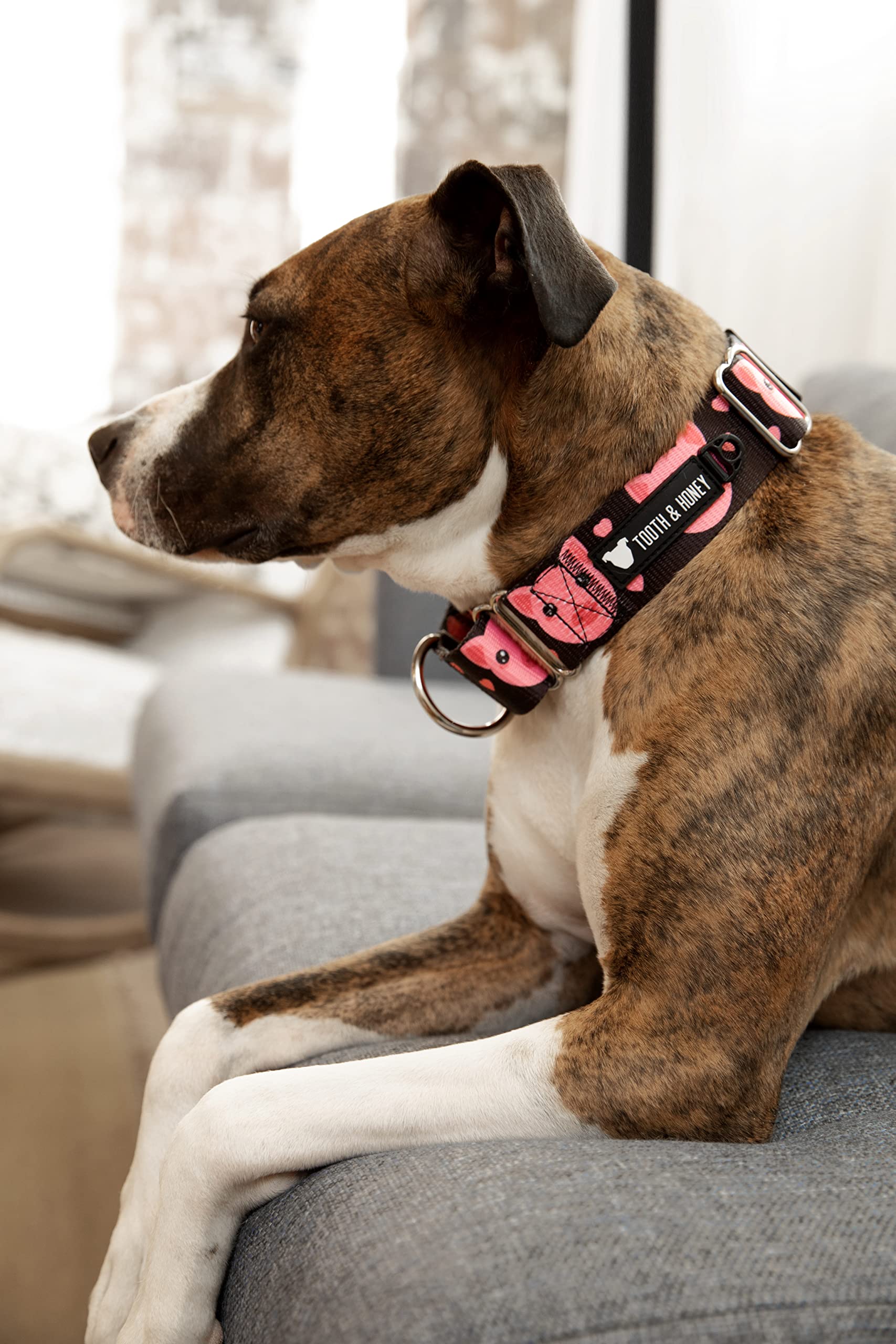 Tooth & Honey martingale collar in walking scene demonstrates controlled movement