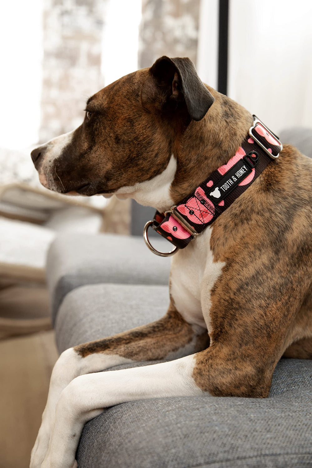 Tooth & Honey martingale collar in walking scene demonstrates controlled movement