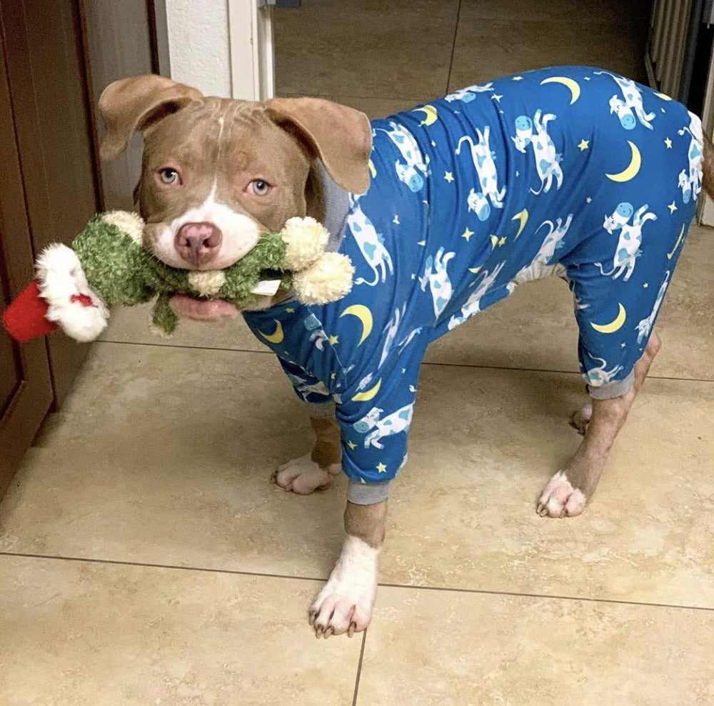 Tooth & Honey dog-recovery-use image shows protective coverage after vet visits