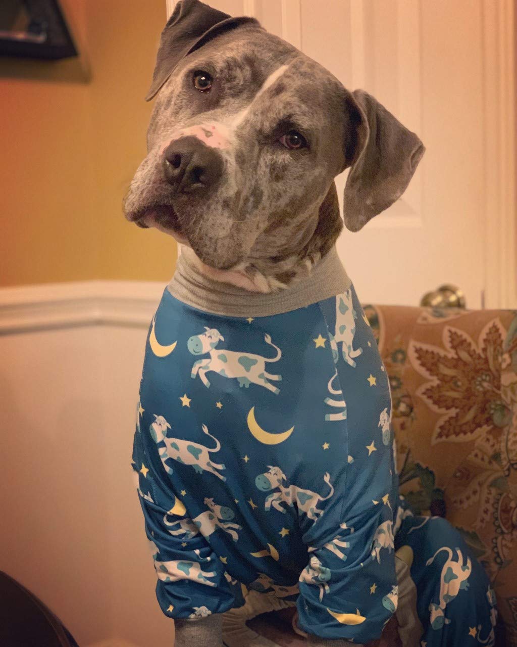 Tooth & Honey sizing image conveys fit-tested design for broad-chested pit bulls