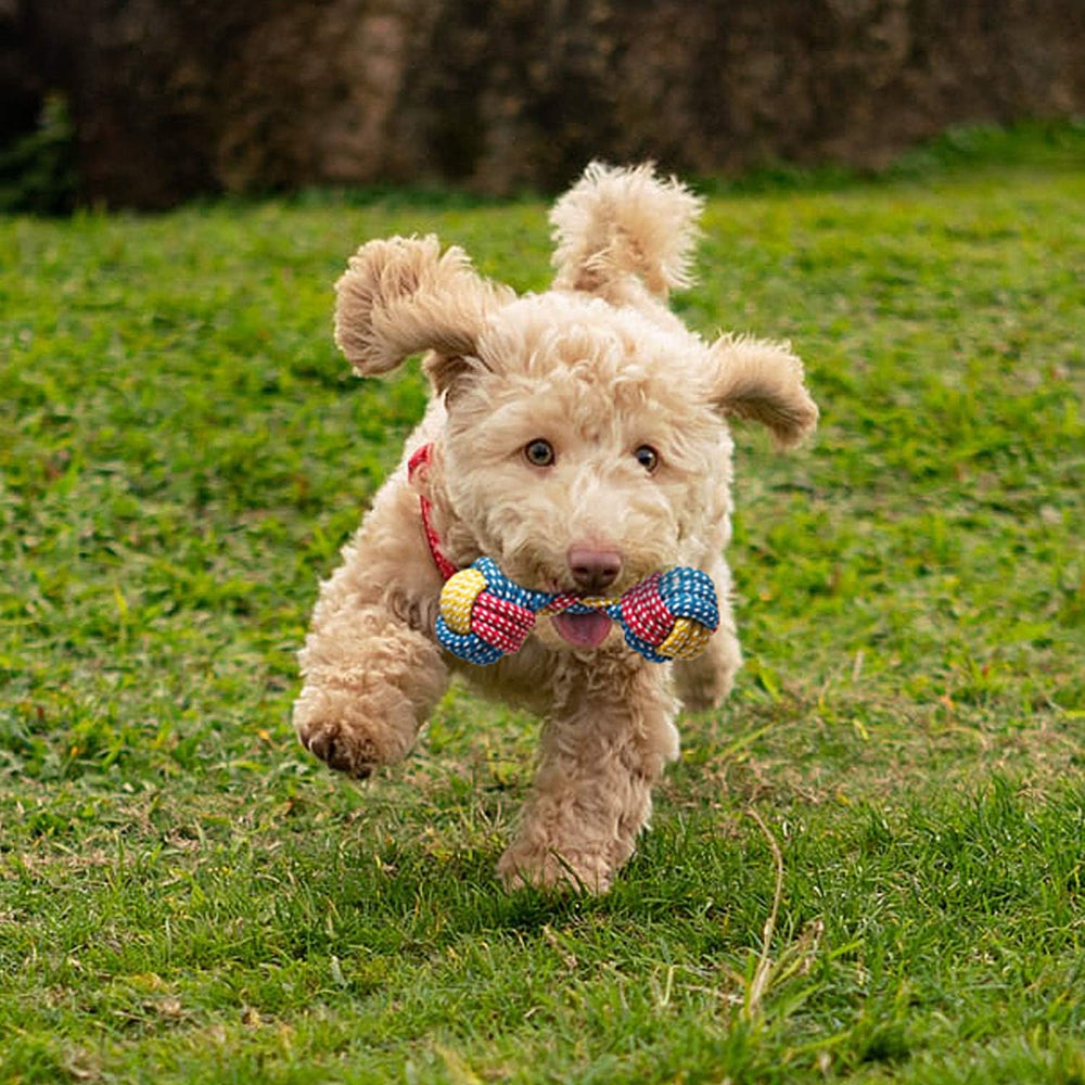 Toozey-colorful-small-dog-toys-design catches puppy attention during playtime.