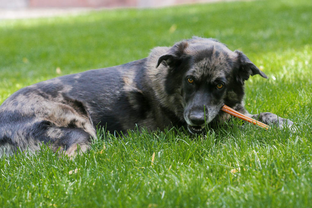 Top Dog Chews free-range beef from South American cattle.
