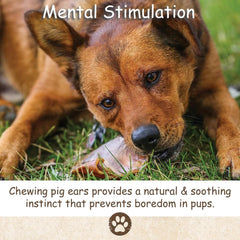 Top Dog Chews single-ingredient pig ear highlights simple, natural chew.
