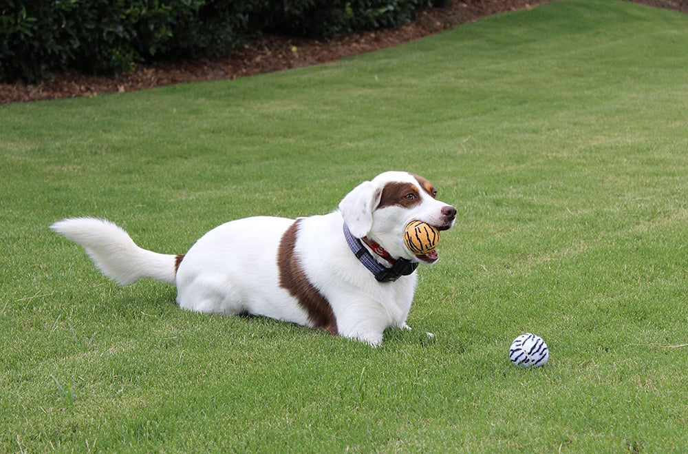 Tourna dog-ball-collection image highlights safety and long bounce for daily play.