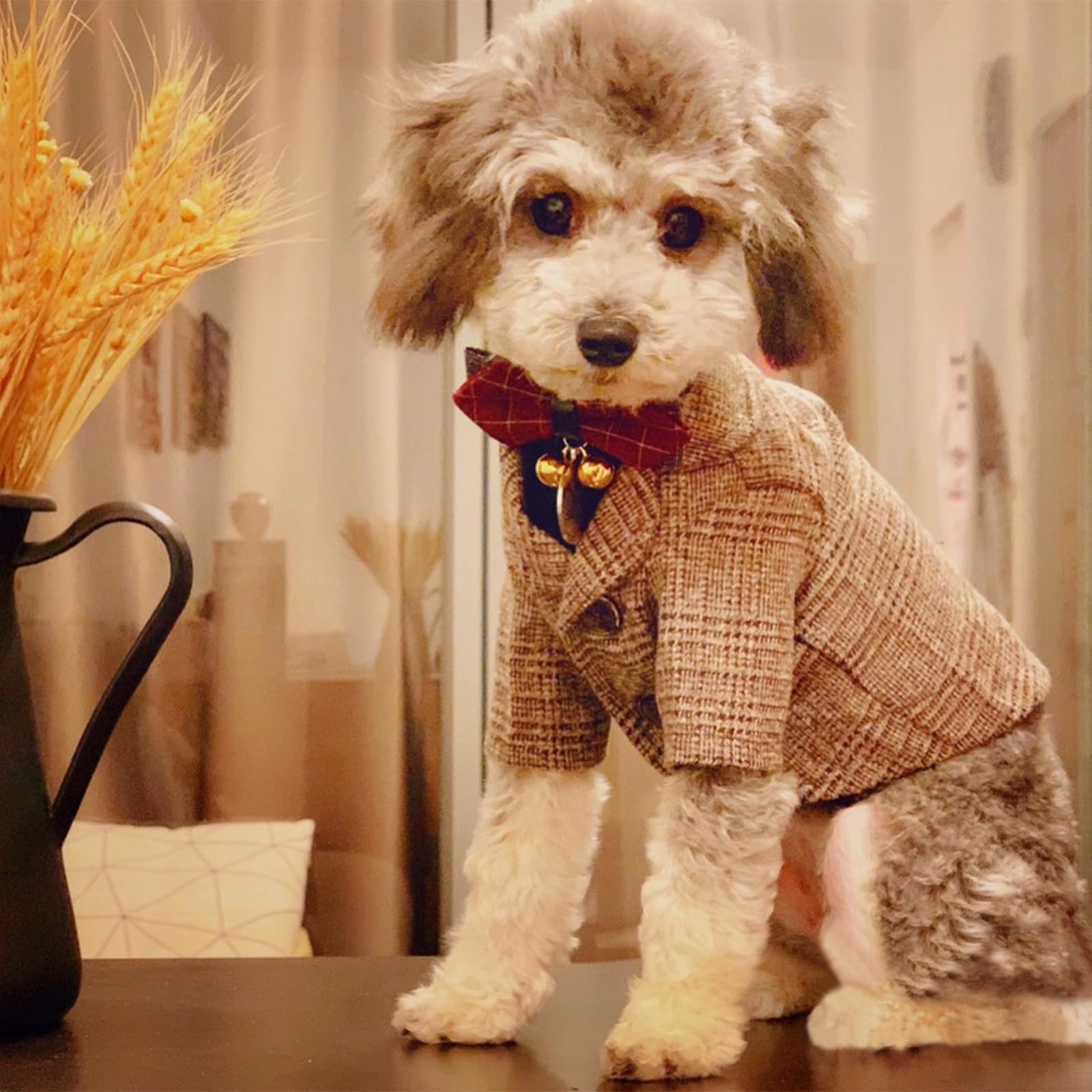 TQFlow formal pet suit for parties adds a classy look