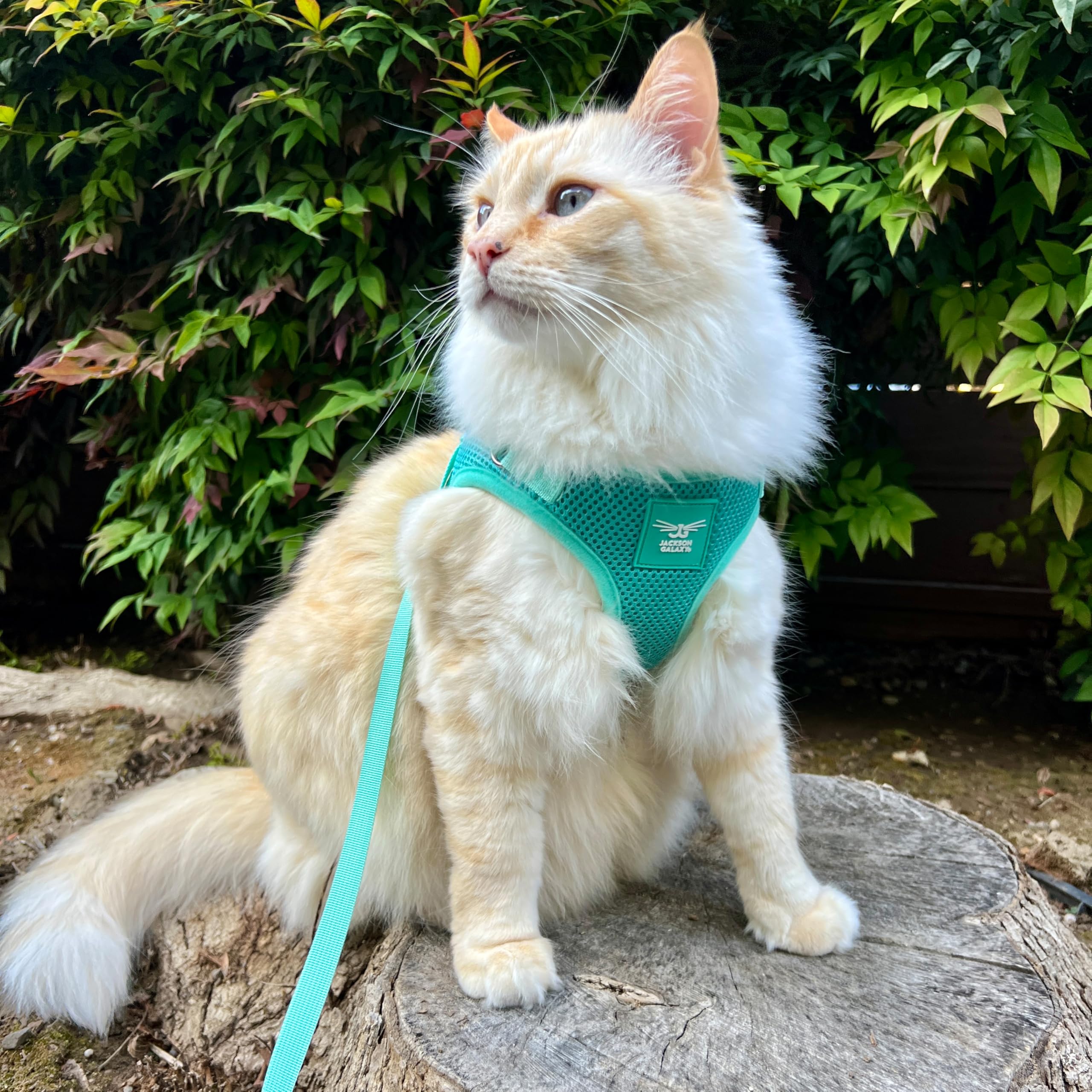 Travel Cat x Jackson Galaxy harness kitten-friendly for growing cats.
