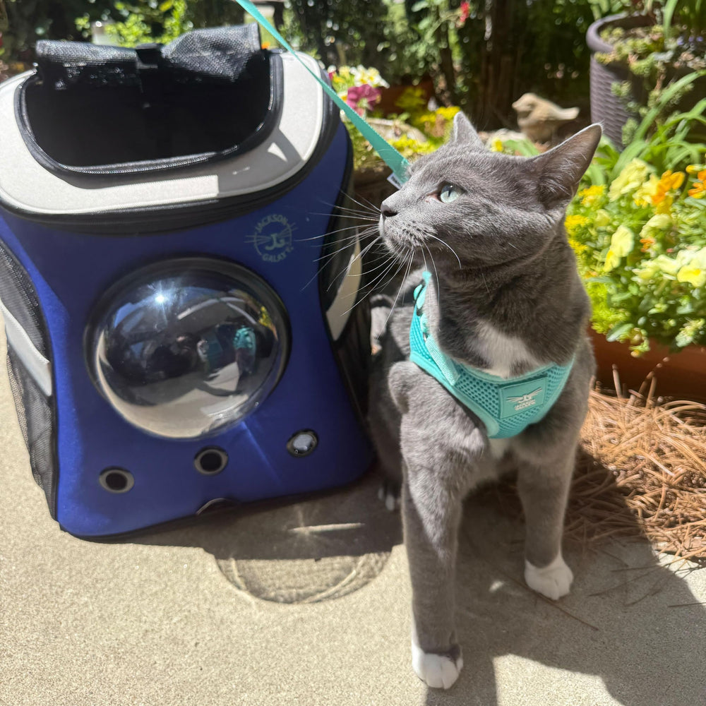 Travel Cat x Jackson Galaxy harness pack-ready setup for quick outings.