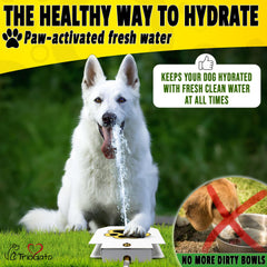 Trio Gato water fountain pedal activation demonstrates easy-access hydration for dogs.