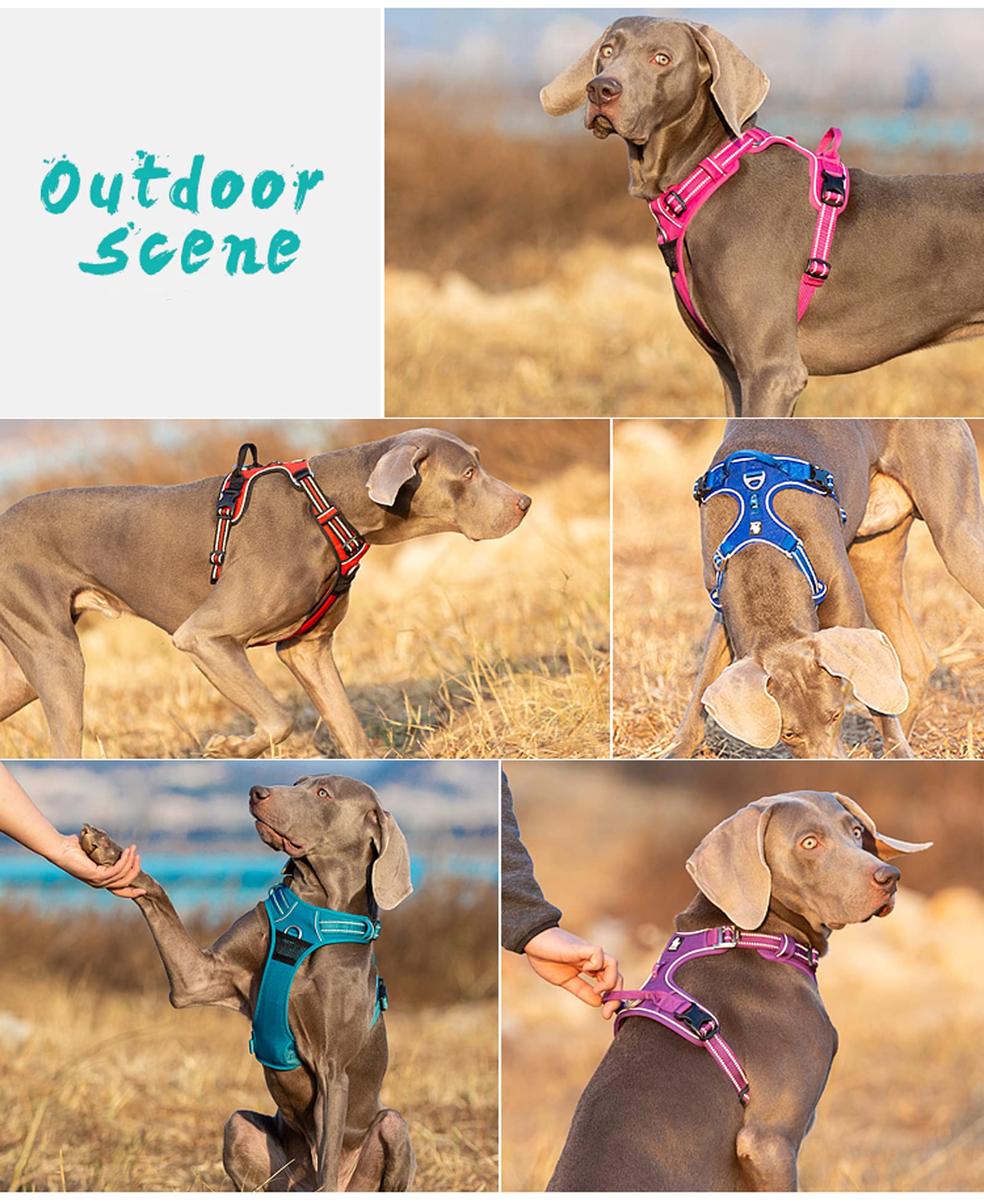 TRUE LOVE dog harness adjustable nylon fit for secure sizing and daily walks