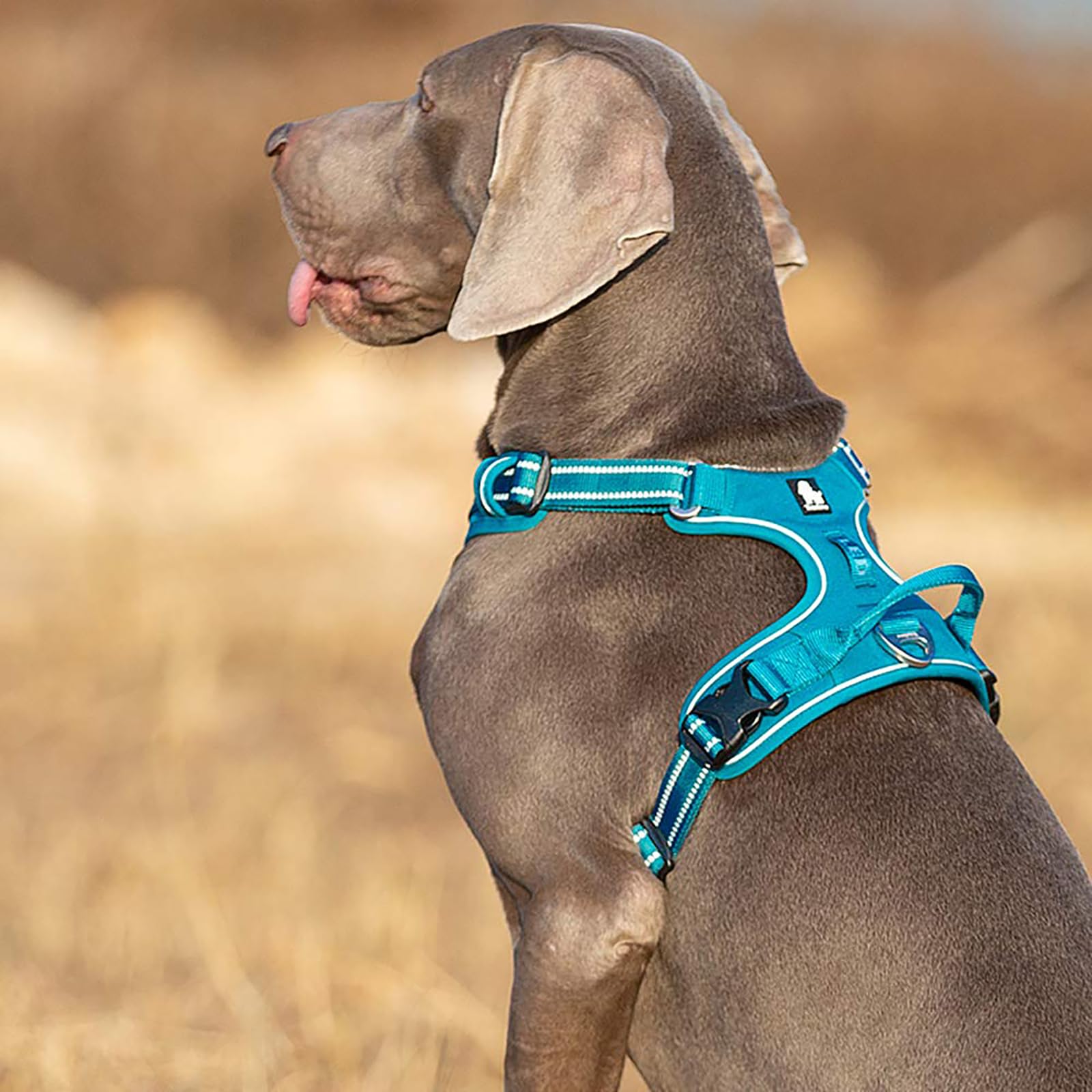 TRUE LOVE dog harness blue adjustable chest strap for comfortable fit