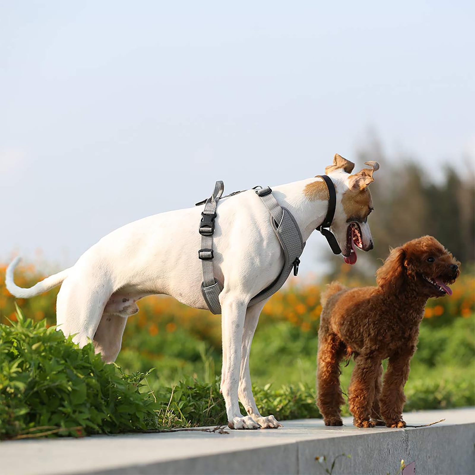 TRUE LOVE dual-leash-attachment loops provide versatile walking options
