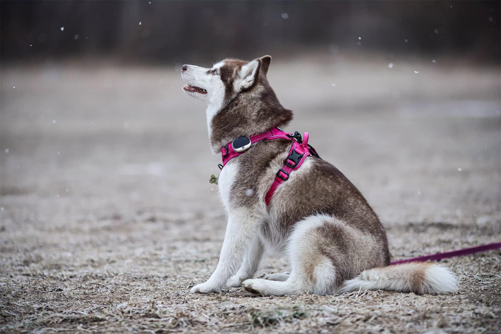 TRUE LOVE chest-size-chart helps you pick the right harness fit.