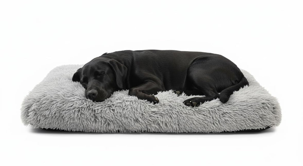 Trusted Choice Market XX-Large dog bed front view offers roomy comfort for large dogs