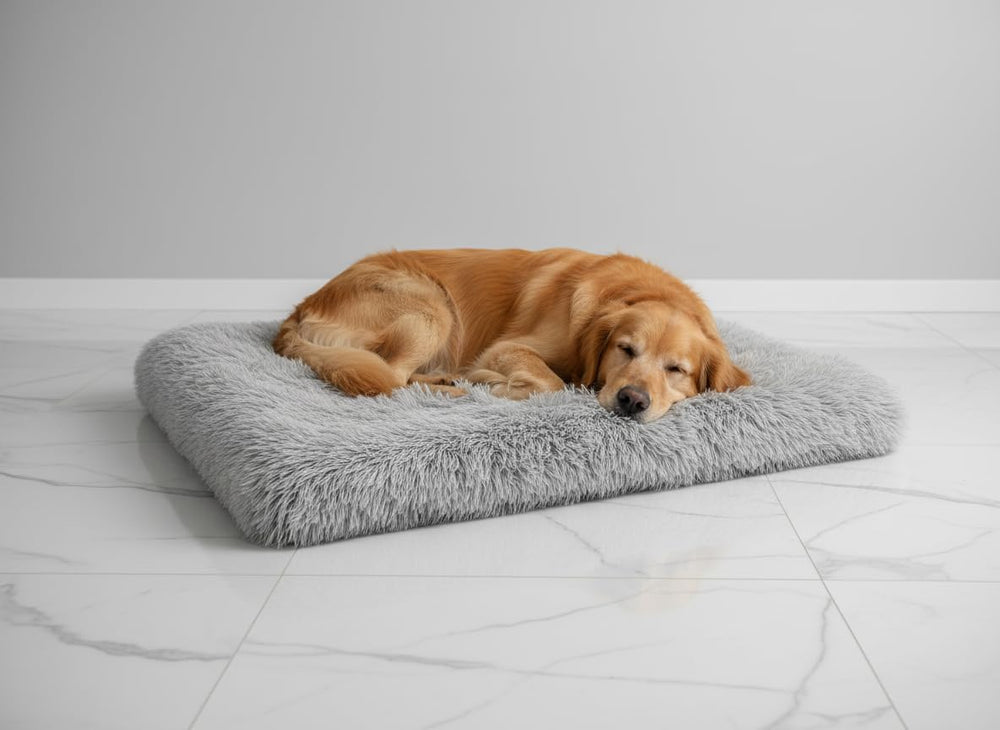 Trusted Choice Market XX-Large dog bed top view reveals generous resting space for naps